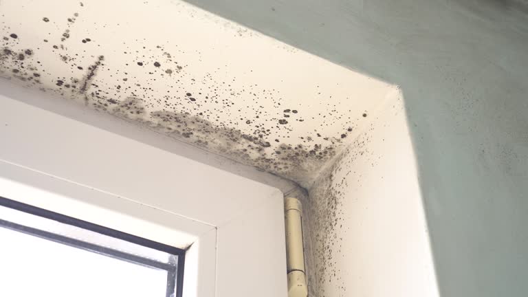 Best Mold Prevention Services  in Oakland, PA